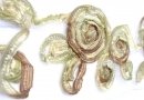 Embroidered tulle strip 3 roses
