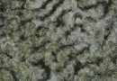 Fur fabrics long hairs